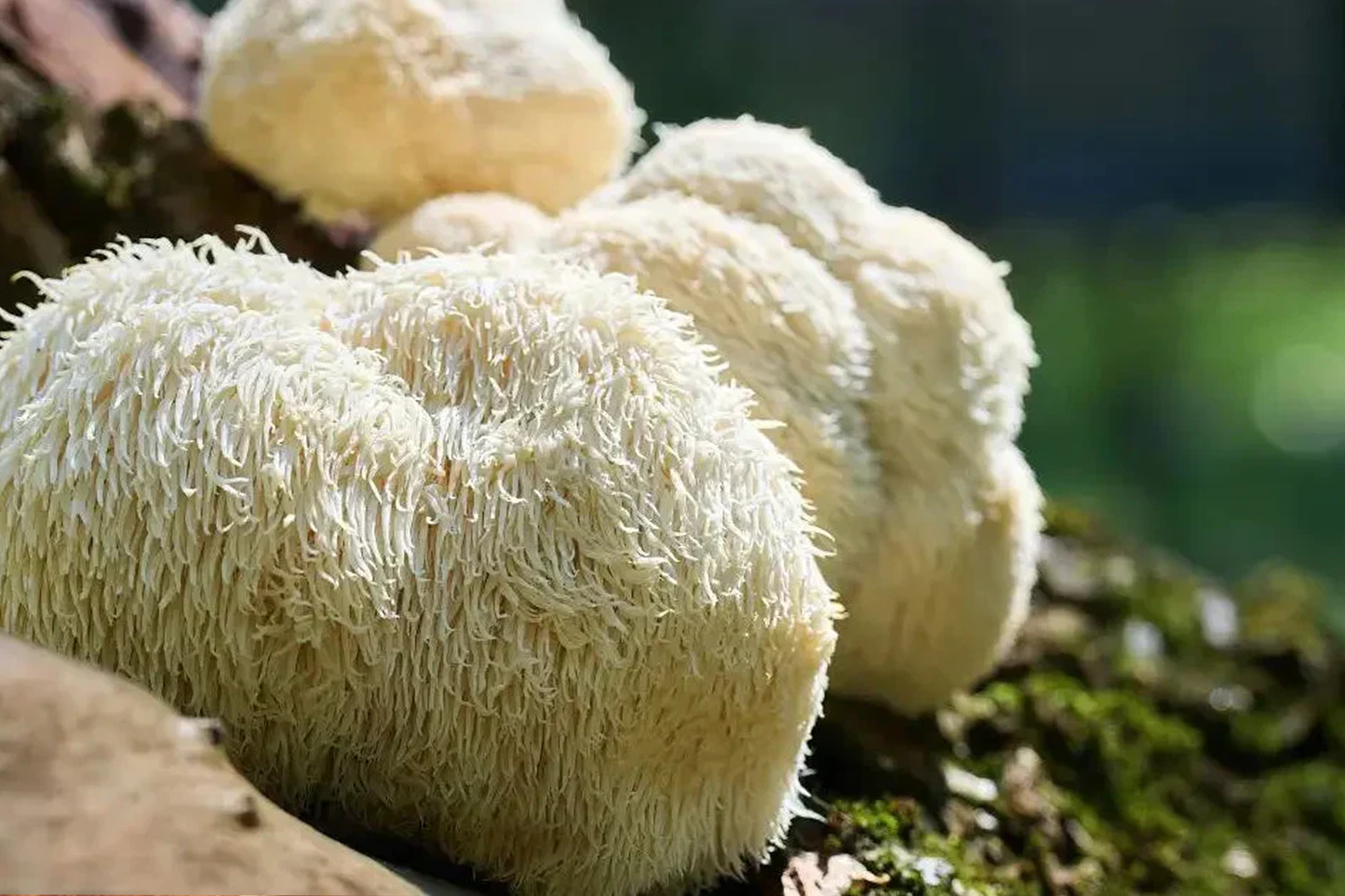 Melena de león: el hongo funcional que apoya la salud cognitiva